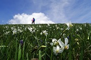 40 Distese di narcisi in fiore